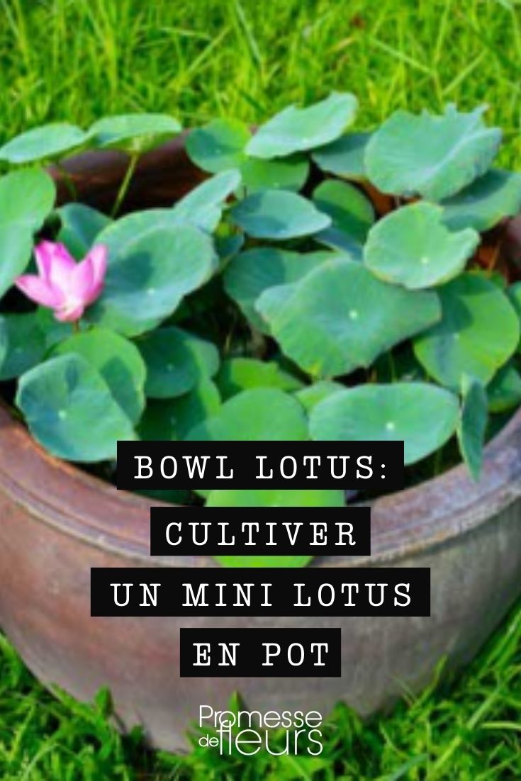 bowl lotus - mini lotus