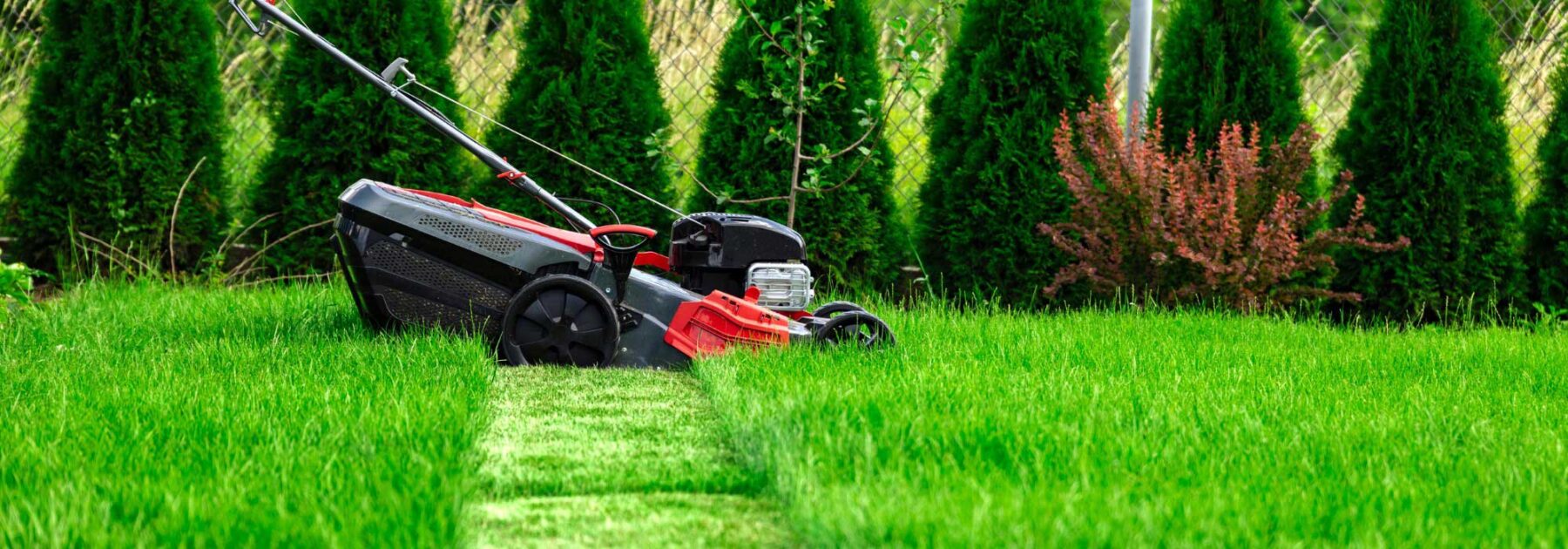 À quelle fréquence faut-il tondre la pelouse ?