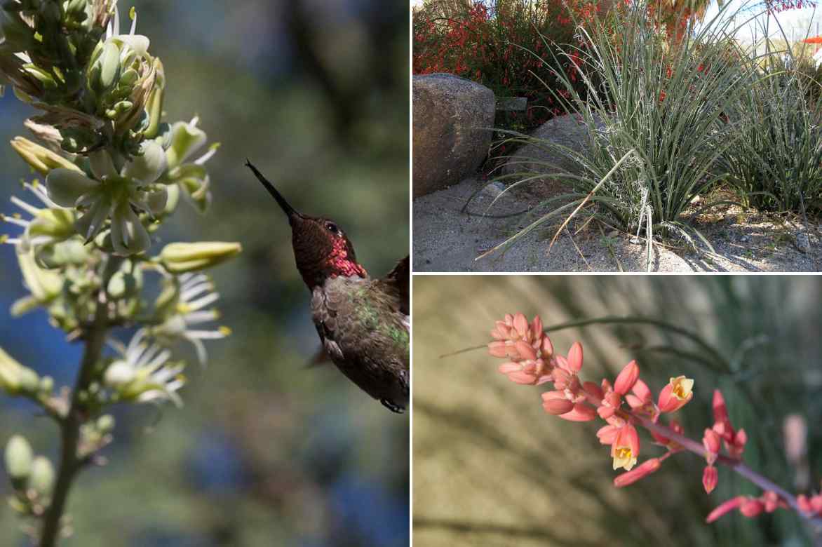 faux yucca, yucca rouge