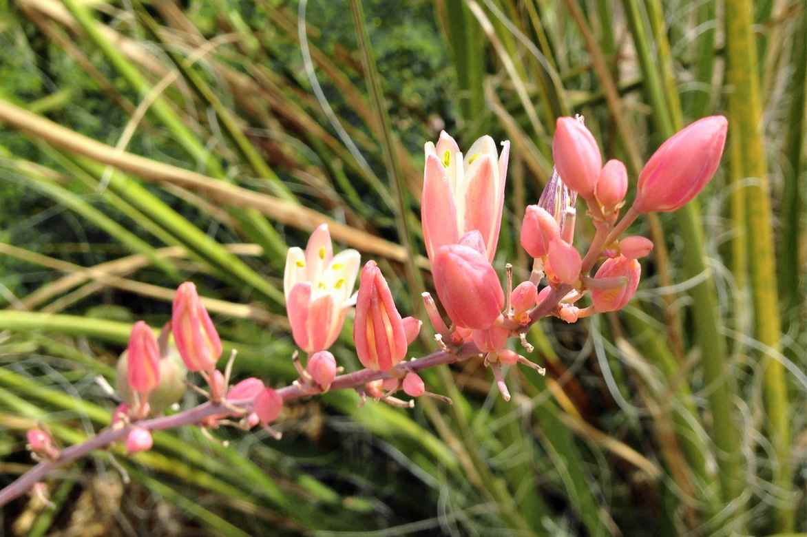 hesperaloe fleurs