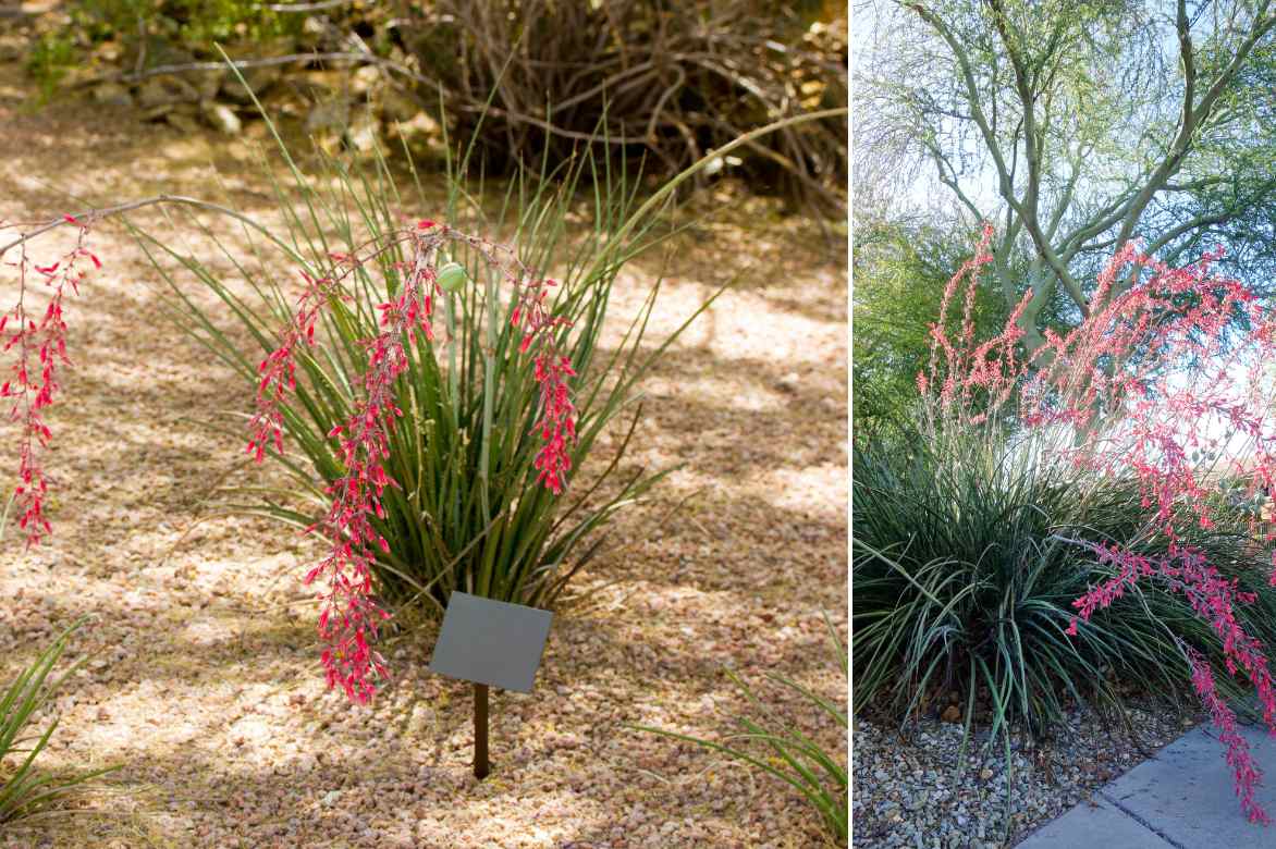 yucca rouge corail