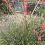 Hesperaloe - Yucca rouge : plantation, culture et entretien