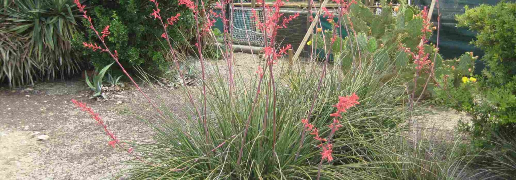 Hesperaloe - Yucca rouge : plantation, culture et entretien