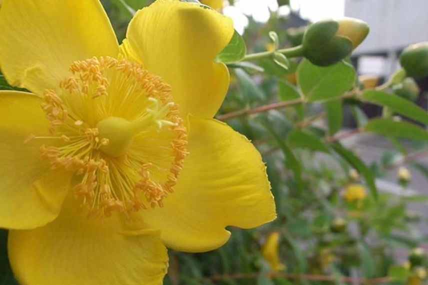 fleur jaune de millepertuis 