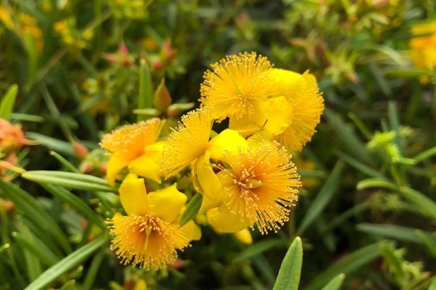 fleurs jaunes d'hypericum