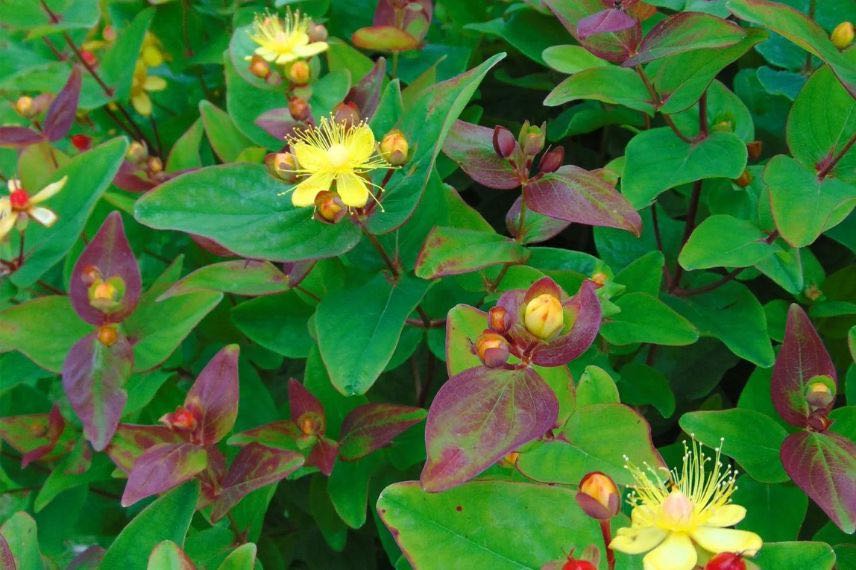 buisson d'hypericum