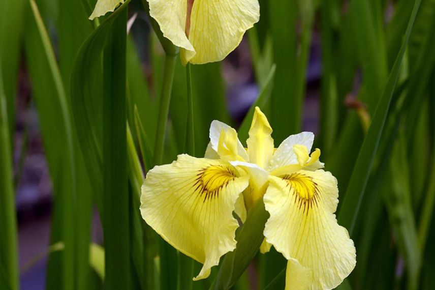 fleur jaune d'Iris pseudata