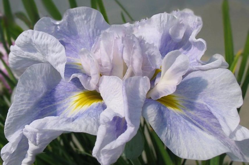 fleurs bleu pâle d'Iris Dinner Plate