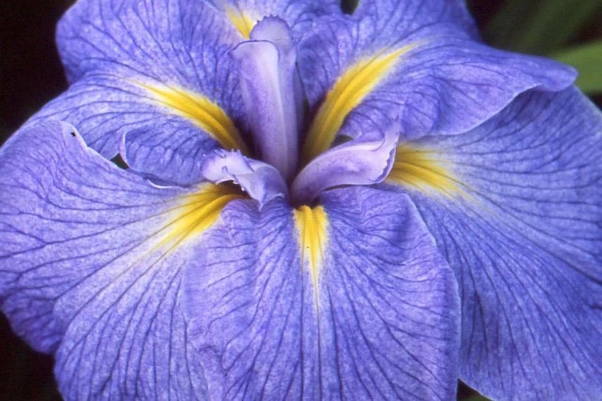 fleur bleue d'Iris 