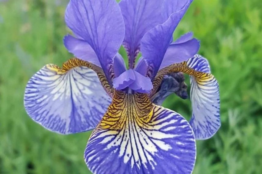 fleur bleue d'Iris