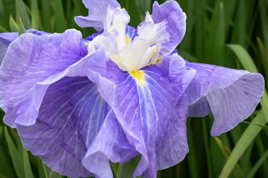 fleur bleue d'Iris laevigata