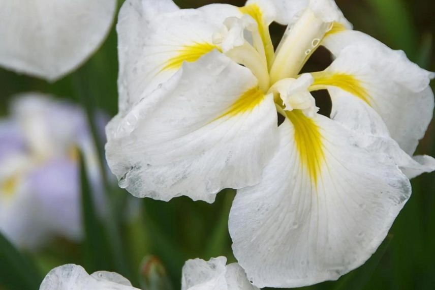 fleur blanche d'Iris de Japon