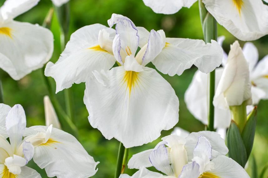 Fleurs blanches d'Iris du Japon