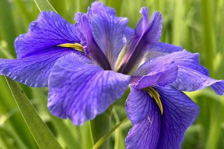 fleur bleue d'Iris laevigata