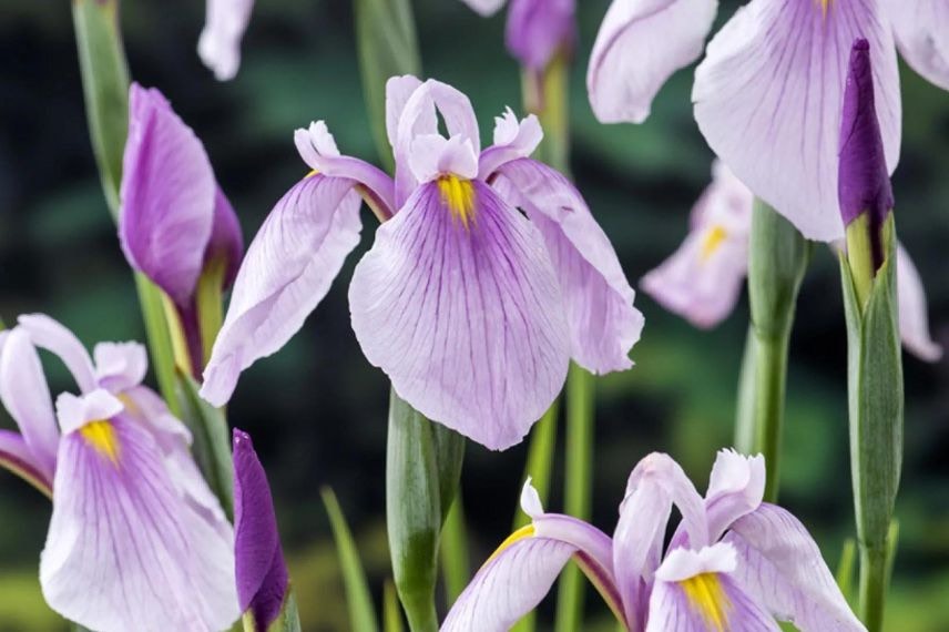 fleurs roses d'iris laevigata