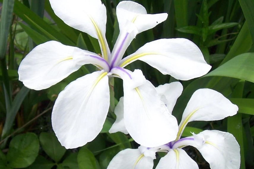 fleurs blanches d'Iris laevigata