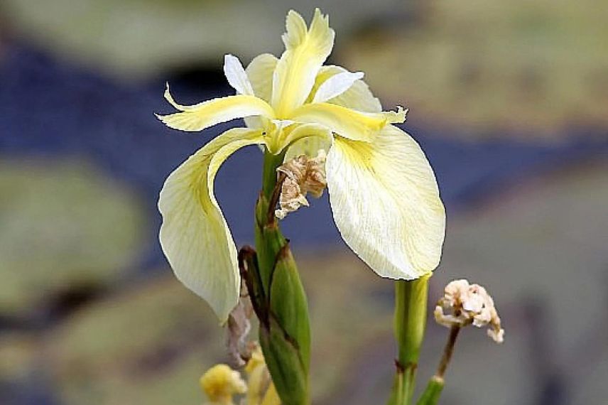 fleur crème d'Iris des marais