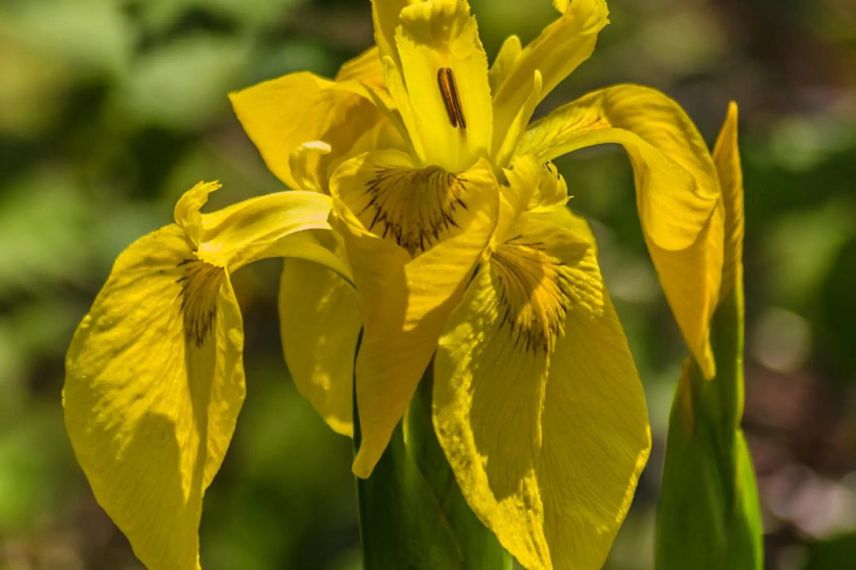 Fleur jaune double d'Iris des marais