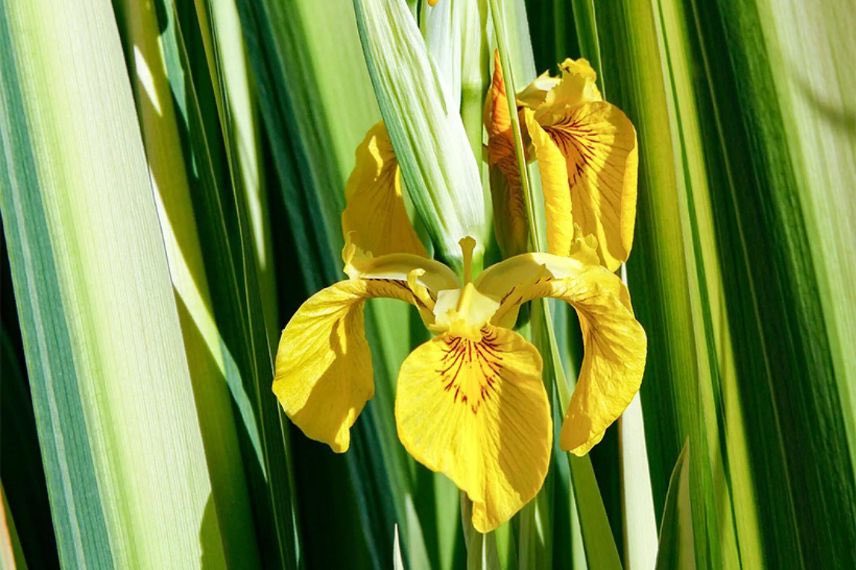 feuillage panaché d'iris des marais