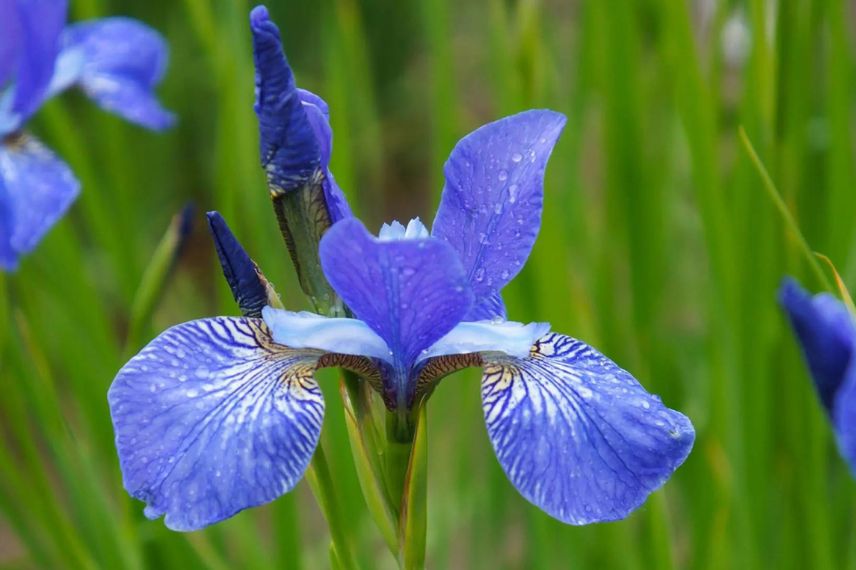 fleur bleue d'Iris de Sibérie