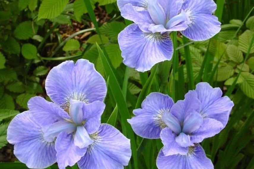 fleurs bleues d'Iris de Sibérie