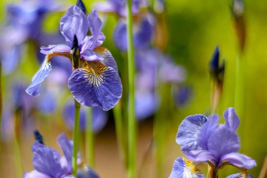 fleurs bleues d'Iris de Sibérie