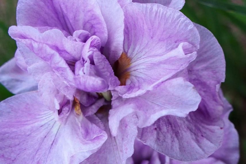 fleur double d'Iris de Sibérie