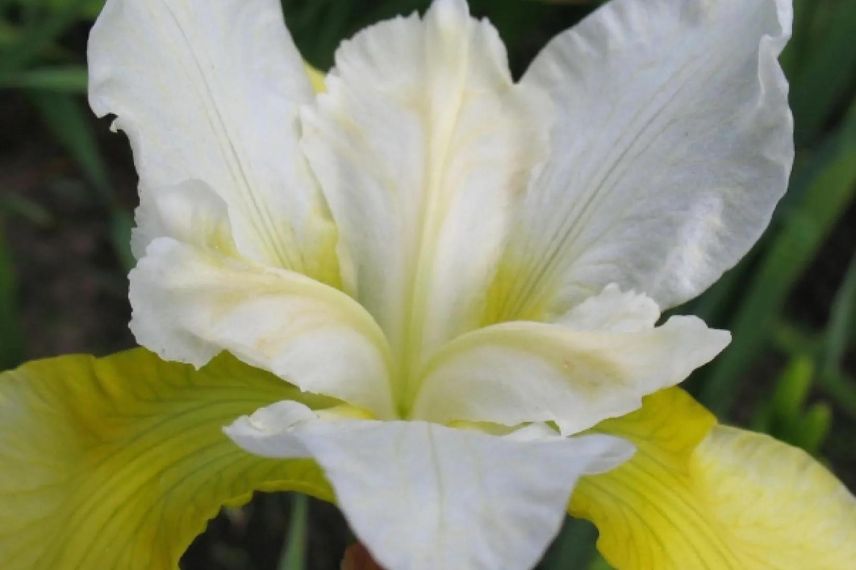 fleur blanche d'Iris de Sibérie