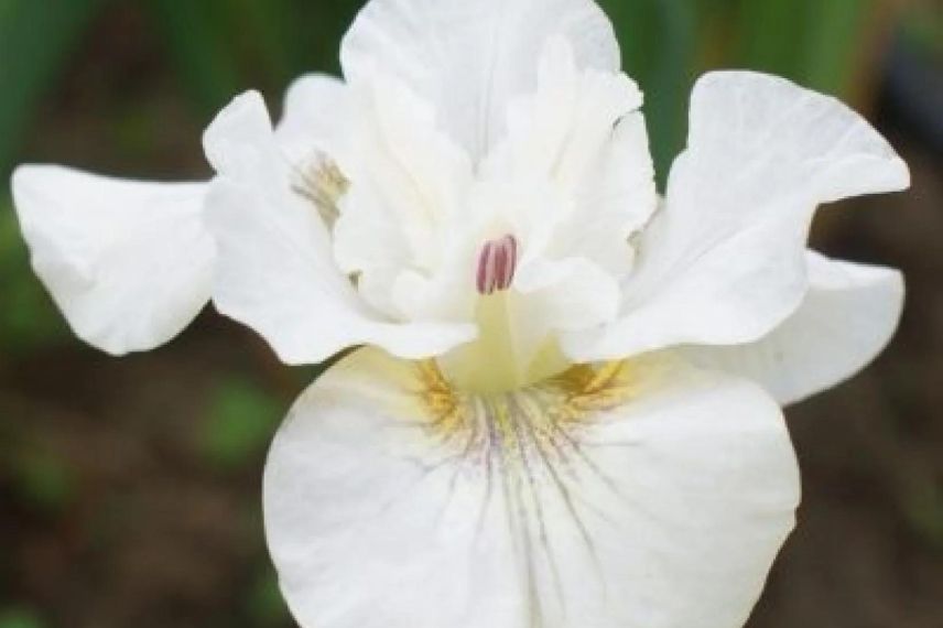 fleur blanche d'Iris de Sibérie