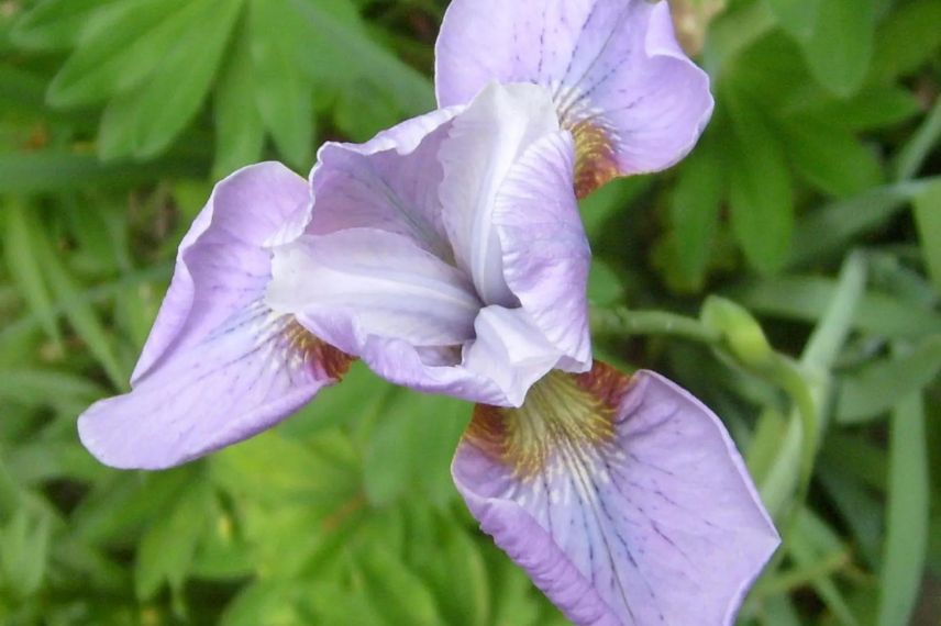 fleur rose d'Iris de Sibérie