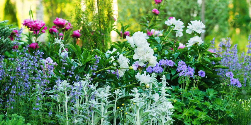 Plantes aux tons pastel, idéales dans un jardin romantique