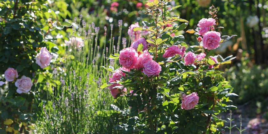 Jardin romantique et parfumé