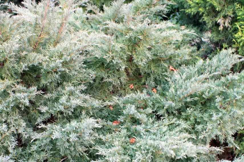 feuillage bleu gris de genevrier