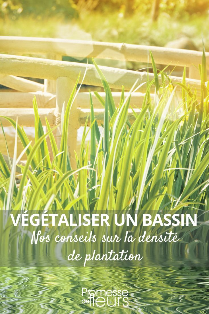 combien de plantes installer dans un bassin