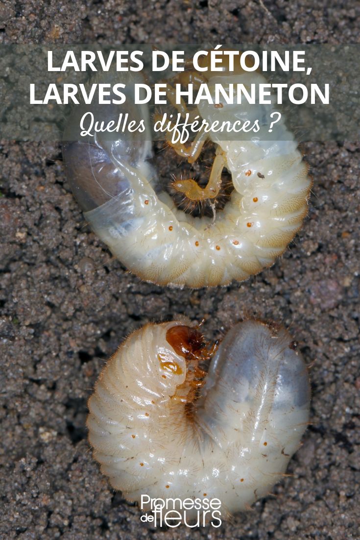 différences entre les larves de cétoine et d'hanneton