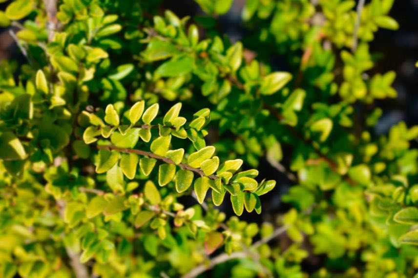 buisson de chevrefeuille arbustif ou lonicera nitida