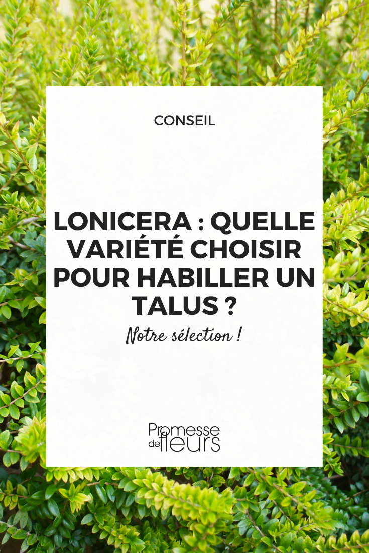 lonicera pour talus