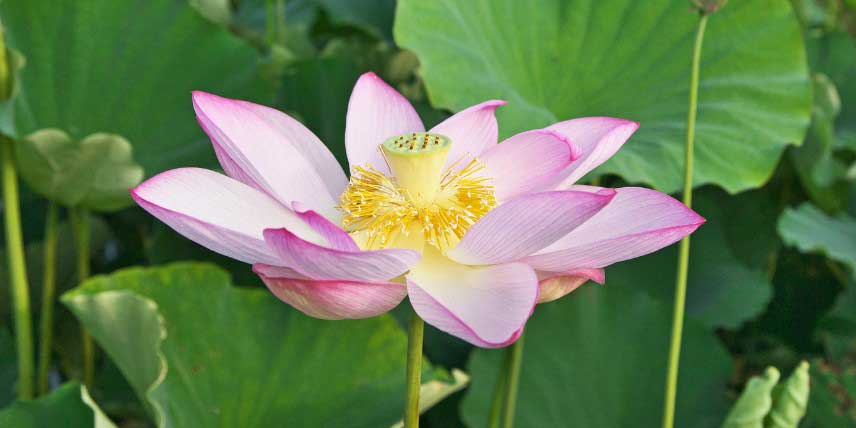 Nelumbo, Lotus à fleurs roses