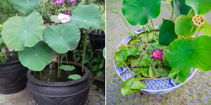 Lotus cultivé en pot ou bac étanche