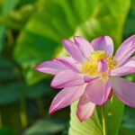 Nelumbo - Lotus : planter et entretenir