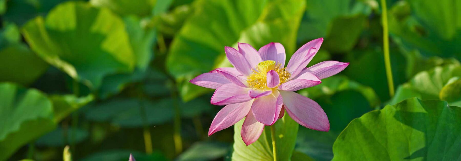 Nelumbo - Lotus : planter et entretenir