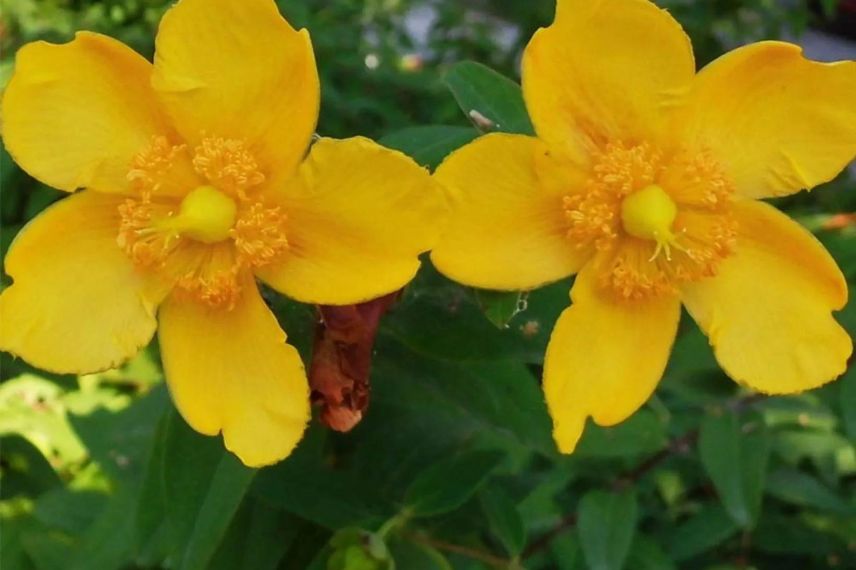 fleurs jaunes d'Hypericum