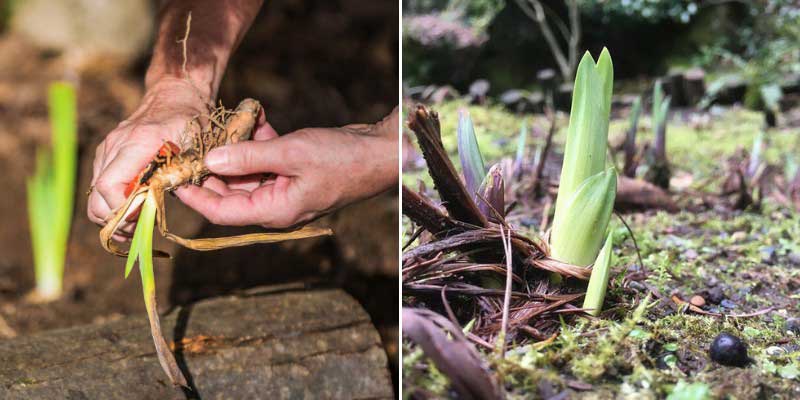 Comment diviser les iris d'eau