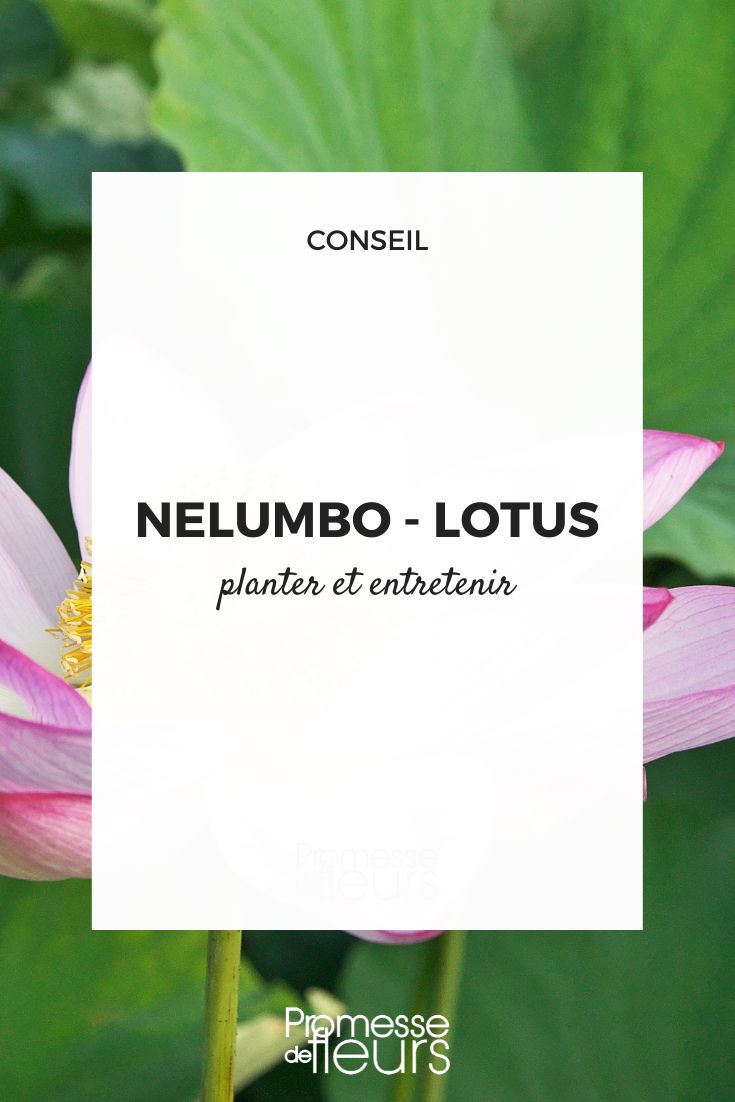 cultiver le lotus