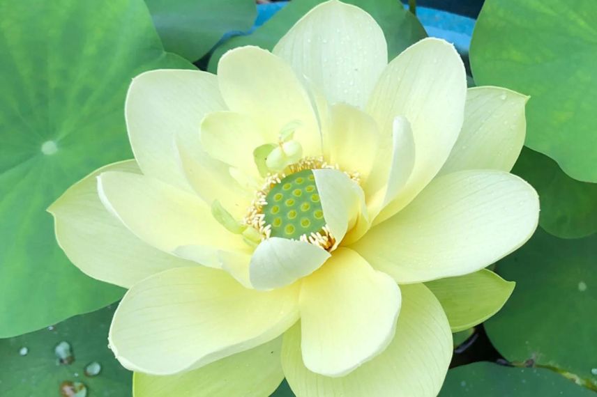 fleur jaune de lotus nain