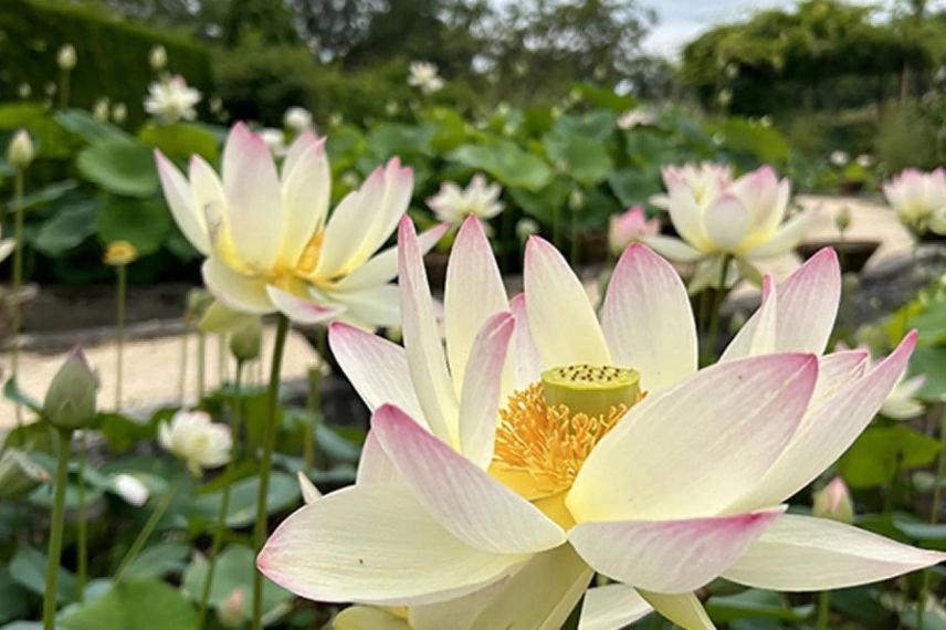 fleur blanche de Lotus nain