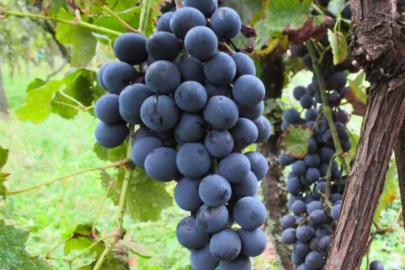 Vigne, Vitis vinifera 'Aperina Nera'