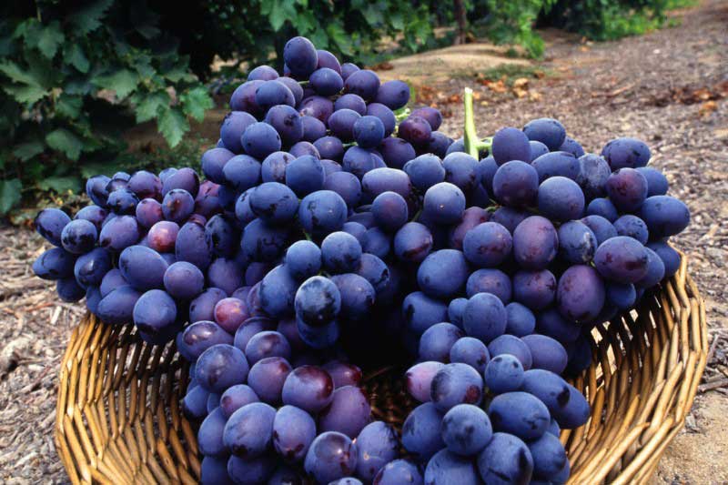 Les grappes de raisin de la vigne 'Autumn Royal'