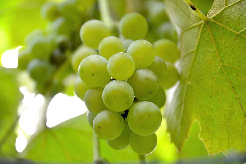 Vitis vinifera 'Fragola Bianca'