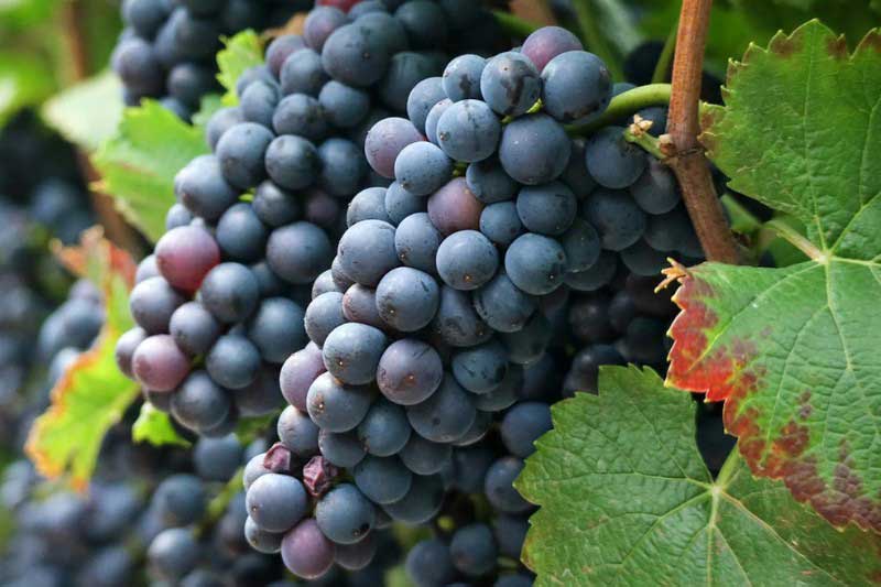 Vigne, Vitis vinifera 'Francese Nera'